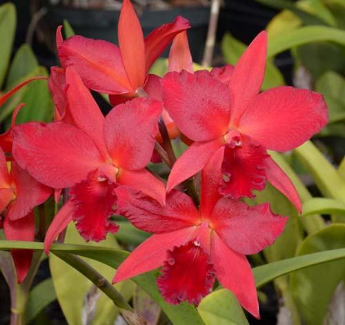 Potinara Star Fire (Pot. Rubescence 'SVO' AM/AOS x Lc. Trick or Treat 'Orange Magic' AM/AOS)