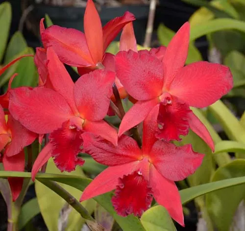 Potinara Star Fire (Pot. Rubescence 'SVO' AM/AOS x Lc. Trick or Treat 'Orange Magic' AM/AOS)