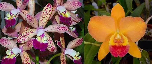 Laeliocattleya Tropical Sunset 'Oceans Heaven' x Brassolaeliocattleya Tropical Upgrade 'SVO'