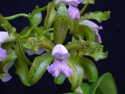 Cattleya leopoldii coerulea 'Kathleen' JC/AOS x self