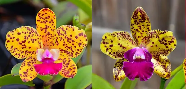 Sophrolaeliocattleya Katherine Clarkson 'SVO' x Mem Evelyn Paquette 'SVO'