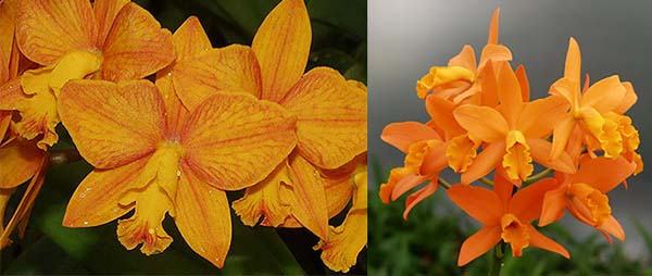 Sophrolaeliocattleya Aloha Jewel 'Tangerine' x Brassolaeliocattleya Guess What 'SVO'