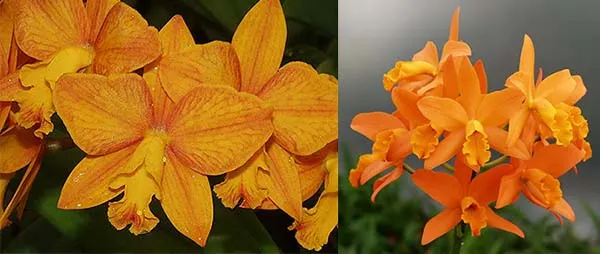 Sophrolaeliocattleya Aloha Jewel 'Tangerine' x Brassolaeliocattleya Guess What 'SVO'