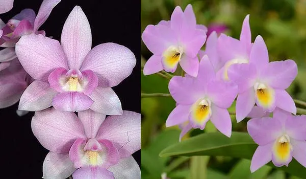 (Dialaeliocattleya Silver Star x Laeliocattleya Angel Heart) 'SVO') x Laelia Finckeniana 'Kennedys' 4N
