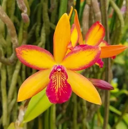 Epicattleya Kyoguchi 'Peter's Pick' x Brassolaeliocattleya Trick or Treat 'Orange Magic'