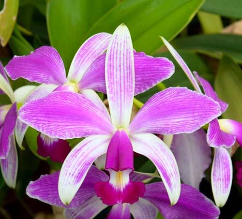 Cattleya violacea flamea 'SVO' x violacea flamea 'Icabaru'