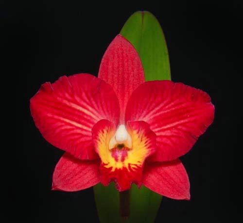 Potinara Hisako Jewel 'SVO' x Sophrolaeliocattleya Cosmic Delite 'SVO'