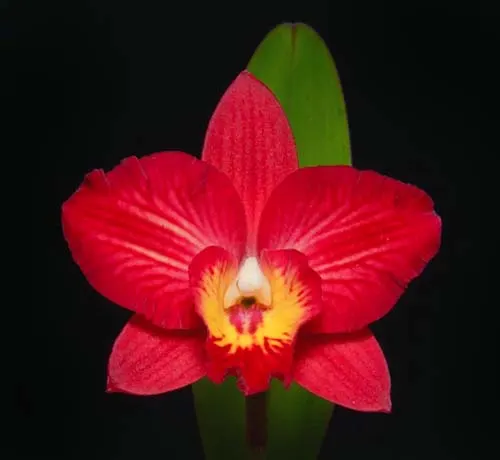 Potinara Hisako Jewel 'SVO' x Sophrolaeliocattleya Cosmic Delite 'SVO'