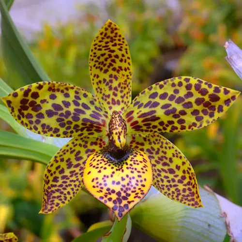Cycnodes Troublemaker (Cycd. Spotted Hornet 'SVO' FCC/AOS x Cyc. warscewiczii 'SVO' AM/AOS)