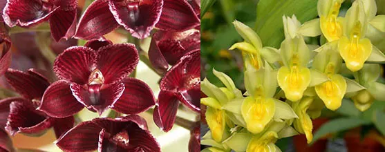 Fredclarkeara (Mo. Painted Desert 'SVO' HCC/AOS x Ctsm. spitzii 'SVO Gold' FCC/AOS)