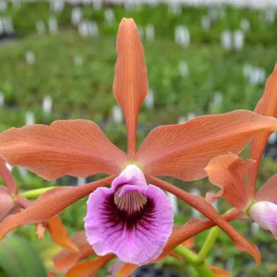 Laelia tenebrosa ('Stewarts 68807' x 'Rainforest')