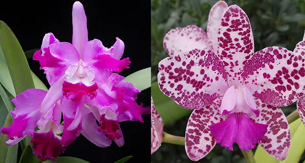 (Cattleya Caudebec x Laeliocattleya Seagulls Royal Suit) 'Hawaiian Flare'
