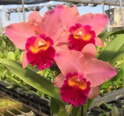 Rhyncholaeliocattleya Chief Canyon 'Morning Call'