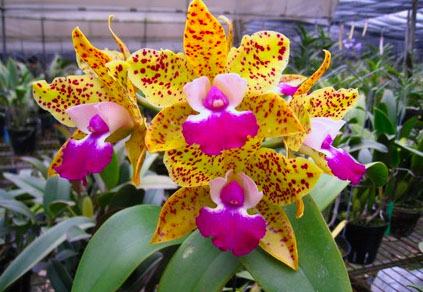 Cattlianthe Siamese Doll 'Kiwi'