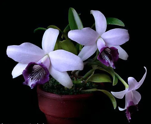 Laelia dayana coerulea 'Blue'