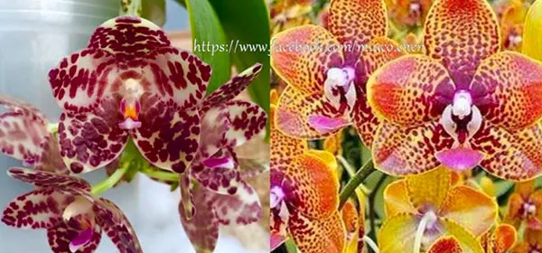 Phalaenopsis gigantea x Tying Sin Popularity