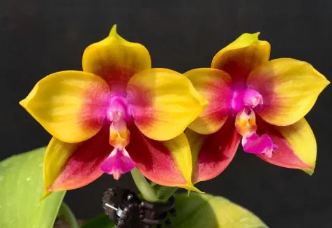 Phalaenopsis Mituo Prince 'YR'