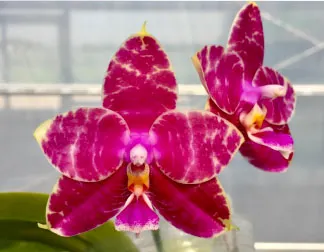 Phalaenopsis Ailiao Princess Gelb (Yungho Princess Gelb x Princess Spot)
