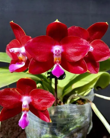 Phalaenopsis Yaphon Pepper (Zheng Min Jacaranda x LD Bear King)