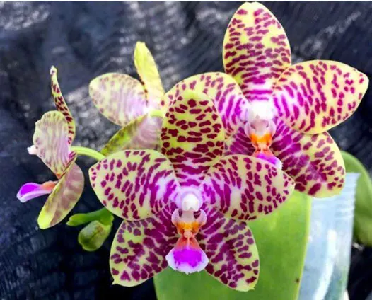 Phalaenopsis Friday's Princess 'Brother' (Natasha x Princess Kaiulani)