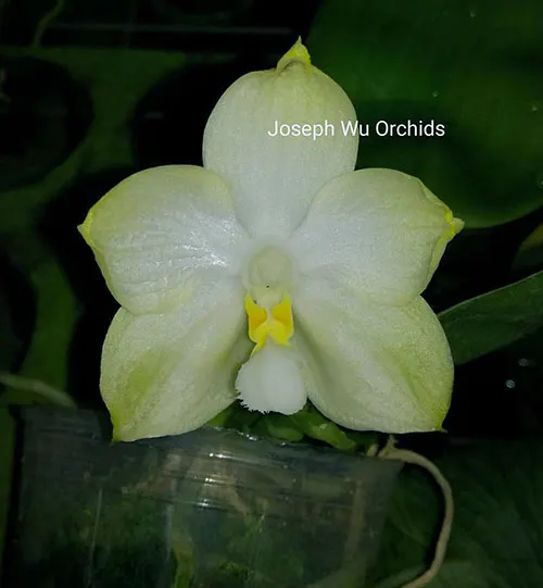 Phalaenopsis Chang Maw Jade