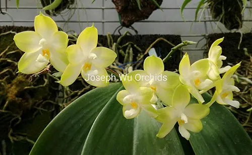 Phalaenopsis Buena Jewel (Joseph Wu)
