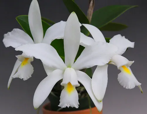 Cattleya violacea alba (OCN White x Valter Rocha)