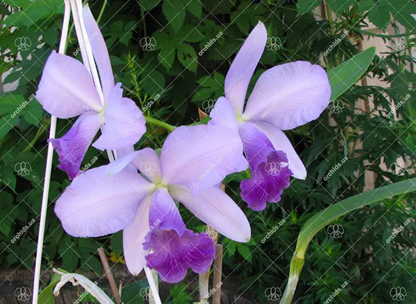 Cattleya intermedia coerulea x Laelia perrinii coerulea