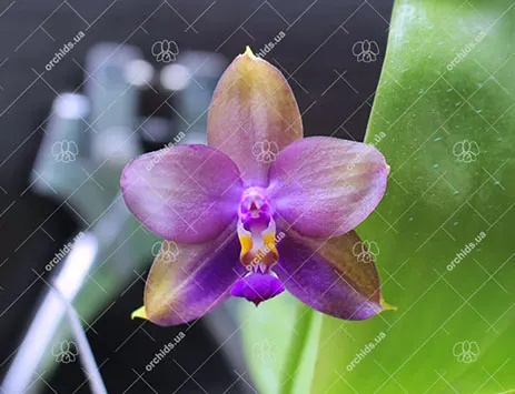 Phalaenopsis LD's Bear King 'YK-14' x Miro Super Star Blue