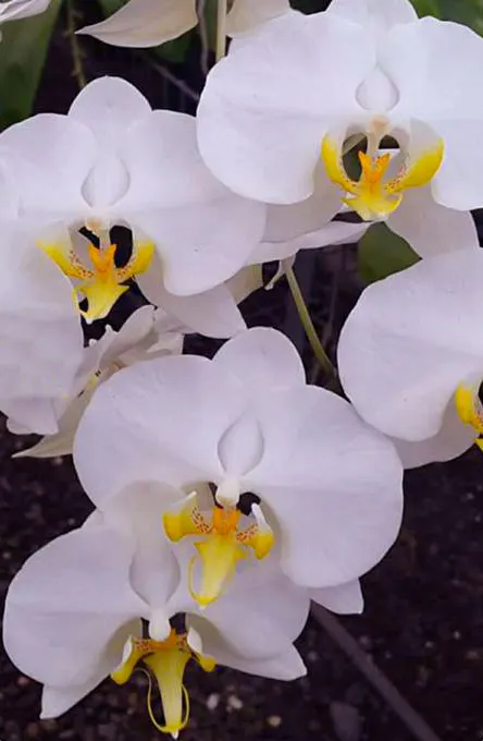 Phalaenopsis (philippinensis 'Kung Sir' x amabilis 'Sabah')