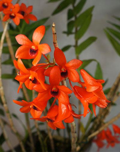Dendrobium mohlianum