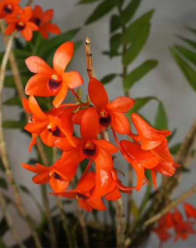 Dendrobium mohlianum