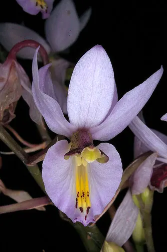 Barkeria whartoniana