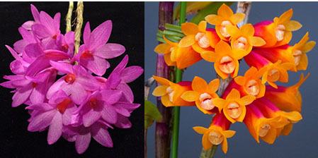 Dendrobium sulawesiense x lawesii 'Orange'