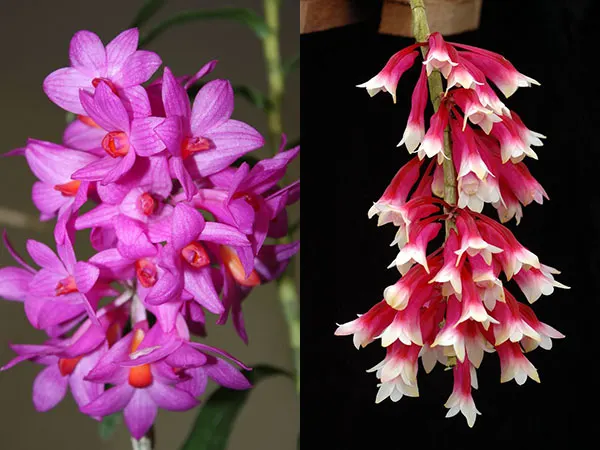 Dendrobium sulawesiense x lawesii (white lip)
