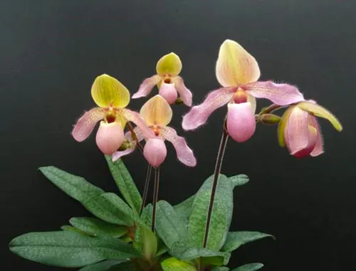 Paphiopedilum Dellaina x Pinocchio Alba