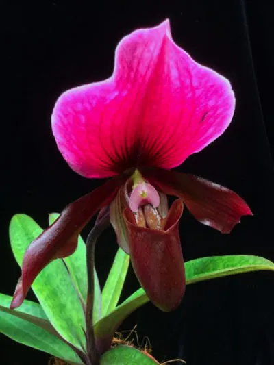 Paphiopedilum Memoria Bob Holm (gratrixianum x Krull's Worthy Web)