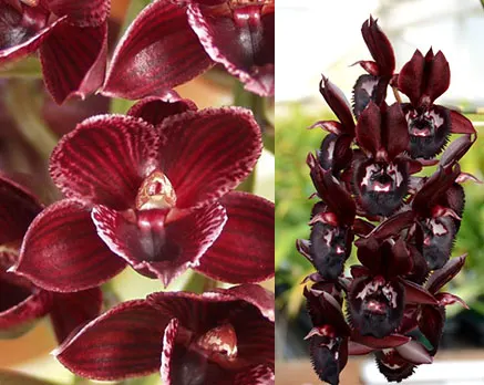 Fredclarkeara (Mormodia Painted Desert 'SVO'  x Catasetum Alexa 'Good One')