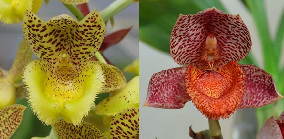 Clowesia Jumbo Lace 'SVO' x Catasetum denticulatum 'Orange Lip'