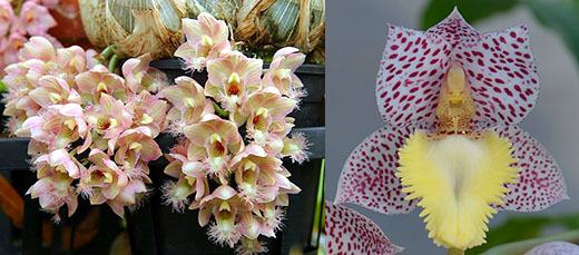 Clowesia Grace Dunn 'Live Oak' x Catasetum Dentigrianum 'SVO Excellent'