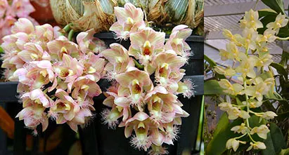 Clowesia Grace Dunn 'Live Oak' x Catasetum tigrinum 'SVO'
