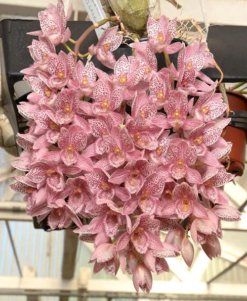 Clowesetum Alexandra Savva (Cl. Rebecca Northen 'Grapefruit Pink' x Ctsm. denticulatum 'SVO II' AM/AOS)