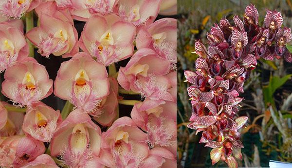 Clowesia Rebecca Northen 'Grapefruit Pink' x Catasetum cirrhaeoides 'SVO Darkness'