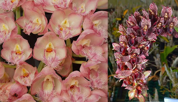 Clowesia Rebecca Northen 'Grapefruit Pink' x Catasetum cirrhaeoides 'SVO Darkness'