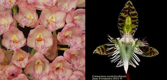 Clowesia Rebecca Northen 'Grapefruit Pink' x Catasetum semicirculatum 'The  Best One'