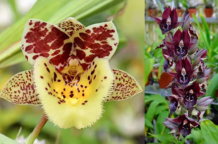 Clowesia Upper Echelon 'SVO Sun Blast' x Catasetum Jose Abalo 'SVO'
