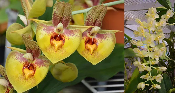 Catasetum Susan Fuchs 'Leucadia' x Catasetum tigrinum 'SVO'