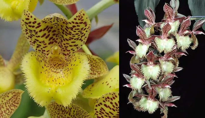 Clowesia Jumbo Lace 'SVO' x Catasetum Frilly Doris 'SVO II'
