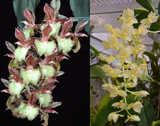 Catasetum Frilly Doris 'SVO II' x Catasetum tigrinum 'SVO'