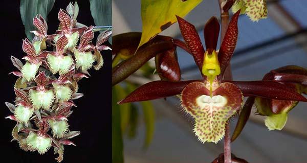 Catasetum Frilly Doris 'SVO II' x Catasetum saccatum 'Brooklyn Botanical Garden'